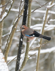 Garrulus glandarius