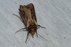 Agrotis volubilis