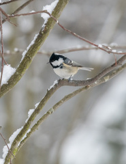 Periparus ater