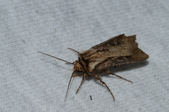 Agrotis volubilis