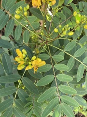 Senna sophera