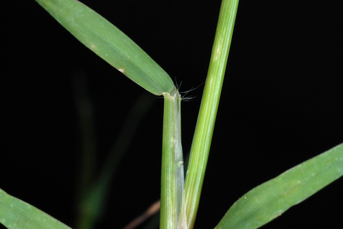 Cynodon dactylon