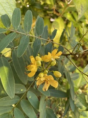 Senna sophera