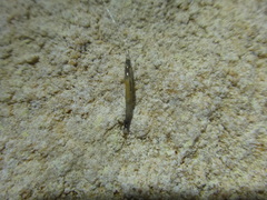 Keroplatidae