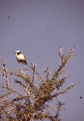 Eurocephalus anguitimens