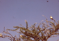 Eurocephalus anguitimens