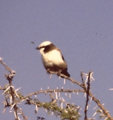 Eurocephalus anguitimens