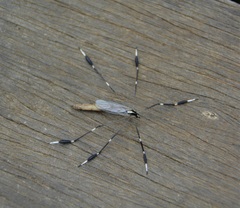 Bittacomorpha clavipes