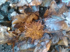 Andricus caputmedusae