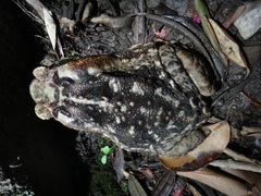 Rhinella diptycha
