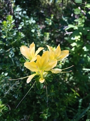 Barleria rotundifolia