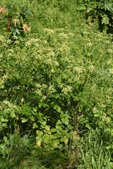 Smyrnium olusatrum