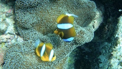 Amphiprion
