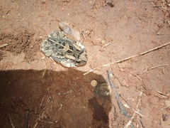Sclerophrys garmani