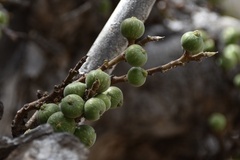 Ficus sur