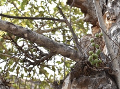 Ficus sur
