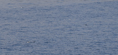 Brachyramphus marmoratus