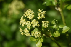 Smyrnium olusatrum