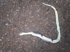 Psammophis brevirostris