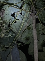 Bothriechis schlegelii