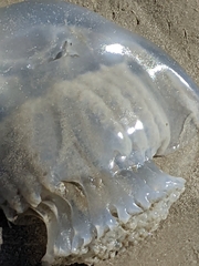 Rhizostomatoidea
