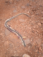 Psammophis brevirostris