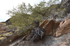 Ficus sur