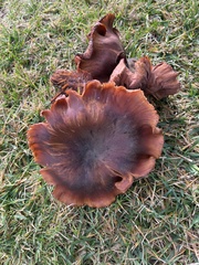 Cortinarius ohlone