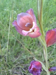 Gladiolus crassifolius