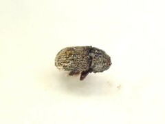 Chaetoptelius mundulus