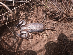 Hadogenes soutpansbergensis