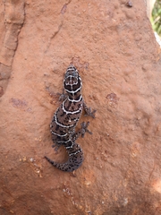 Pachydactylus vansoni