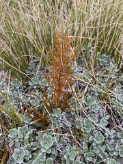 Aciphylla crenulata