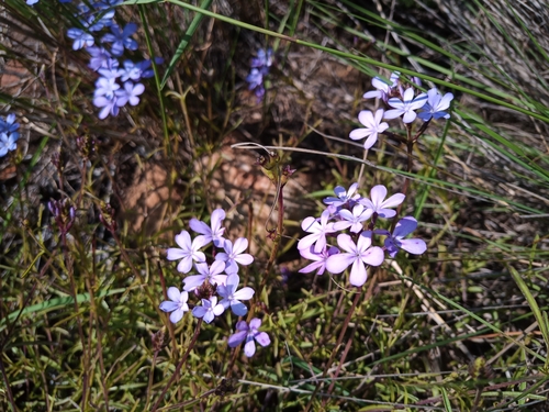 Tall Blueheart (Buchnera longespicata)