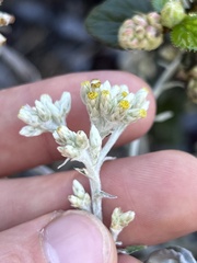 Pseudognaphalium microcephalum