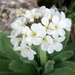 Primula bayernii - Photo (c) Maxim Sharapov, algunos derechos reservados (CC BY-NC), subido por Maxim Sharapov