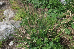 Carex aterrima