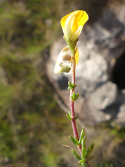 Aspalathus biflora