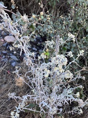 Pseudognaphalium microcephalum