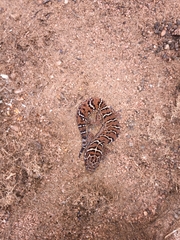 Pachydactylus vansoni