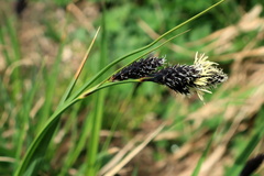 Carex aterrima