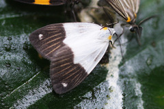 Nebulosa delicata