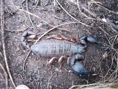 Opisthacanthus