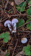 Inocybe lilacina
