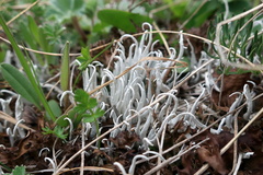 Thamnolia vermicularis