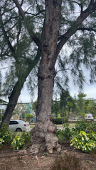 Casuarina equisetifolia
