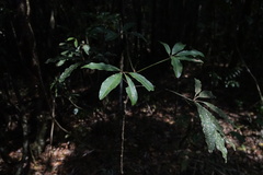 Schefflera