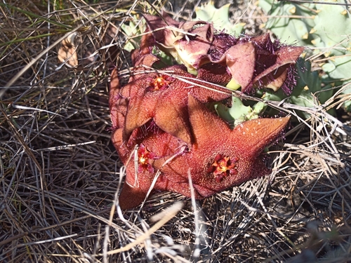 Ceropegia melanantha