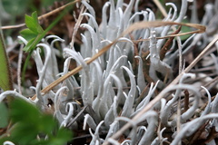 Thamnolia vermicularis