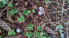 Inocybe lilacina